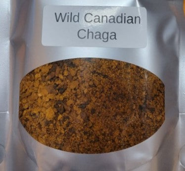 Chaga sauvage canadien