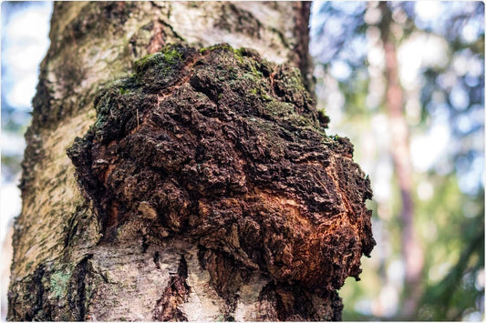 Wild Canadian Chaga